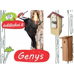 Genys (Dendrocopos major Linnaeus)
